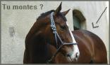 Tu montes ?