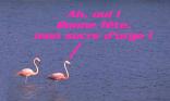 Mon canari rose !