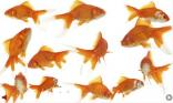 Poissons !!