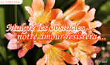 freesia