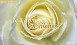rose blanche