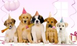 Joyeux anniversaire - Chien