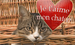 Chat