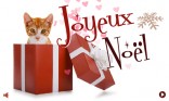 Joyeux Noël - Chat