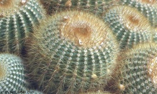 Aperçu de la carte : Cactus boule