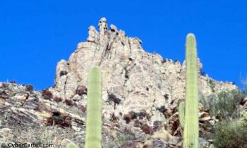 Aperçu de la carte : Cactus dans le canyon