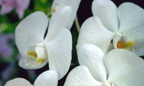 Première carte orchidée