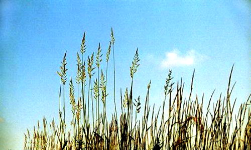 Aperçu de la carte : Epi de blé