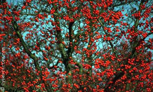 Pommes rouges
