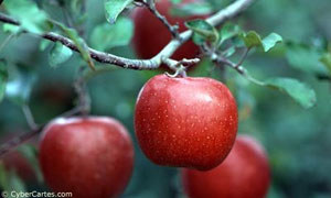 Une branche de pommier