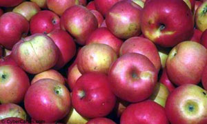 Pommes de reinette et ...