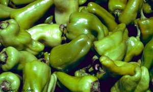 Poivrons verts en vrac !