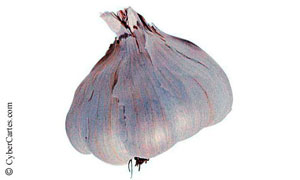 Tête d'ail