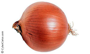Un oignon