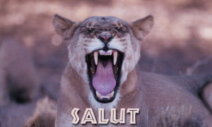 Salut !