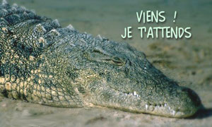 Je t'attends
