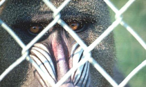 Singe