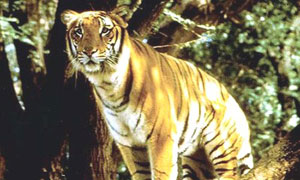 Tigre