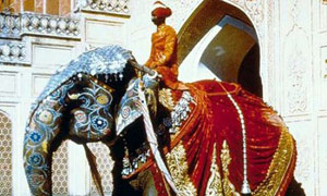 Eléphant d'asie