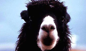 Lama