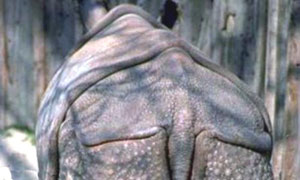 Rhinocéros