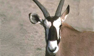 Antilope