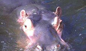 Hippopotame