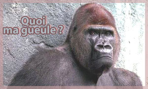 Quoi ma gueule ?