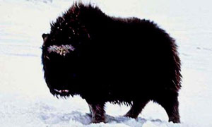 Bison
