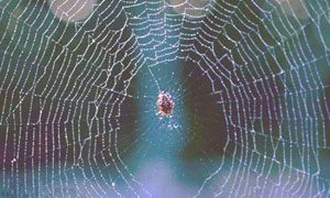 Toile d'araignée