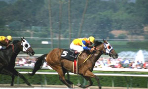 Course de chevaux