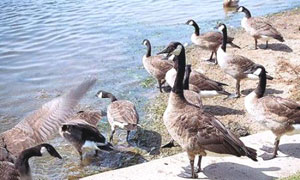 Canard