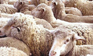Moutons