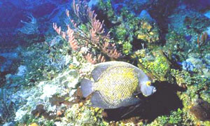 Poisson