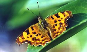 Papillon