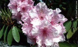 Laurier rose