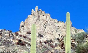 Cactus dans le canyon