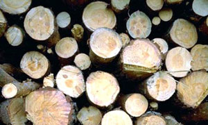 Rondins de bois
