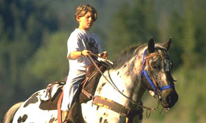 Petit cavalier