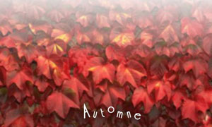 Automne