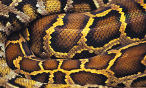Serpent