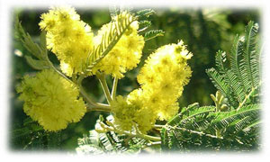 Une pluie de Mimosa