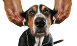 Basset