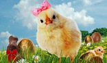 Poussin de Pâques