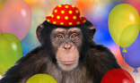 Chimpanzé