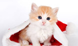 Chaton de Noël