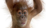 Singe