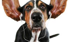 Faites parler le chien