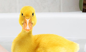 le canard dans son bain