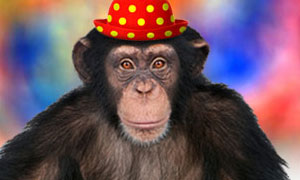 Faites parler le singe